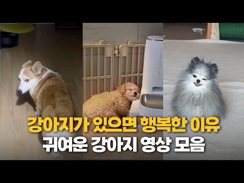 강아지가 있는 일상이 행복한 이유