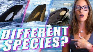 Meet the Radically Different Types of Killer Whales