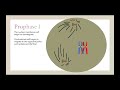 Meiosis Concepts and Processes