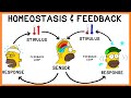 Exploring Homeostasis and Negative Feedback Mechanisms
