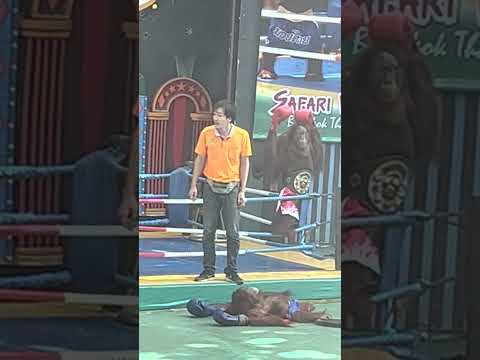Orangutan Ambulance at Bali Zoo (Please Read Description)