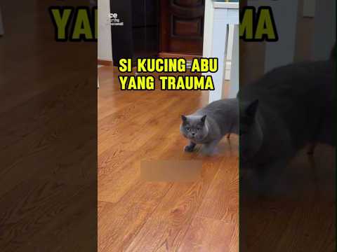 kucing abu yang kagetan#kucing#short