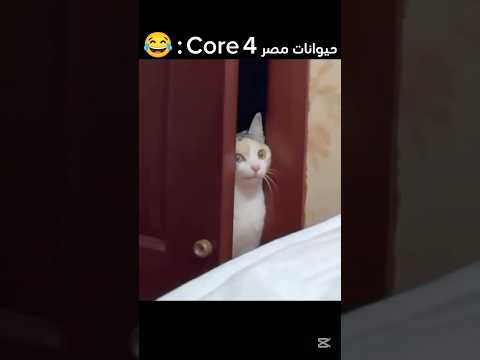 حيوانات مصر Core 4 : 😂(ايه يا صاوي)(فادي عضلات)(أم جاسر) #funny #shortvideo #ضحك #shorts #short