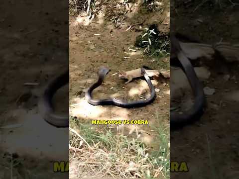Mangoose vs Cobra  #wildlife