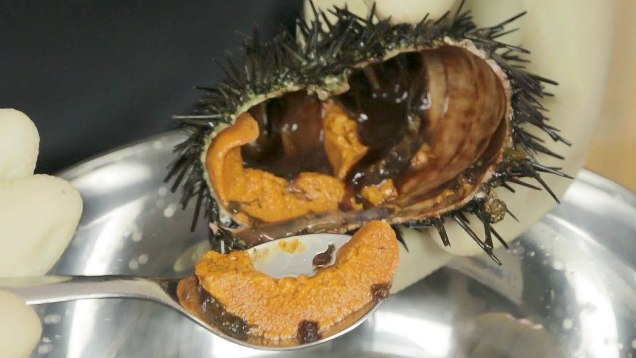 How to Prepare LIVE Sea Urchin Uni