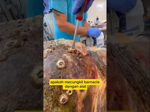 Penyu Dibersihkan dari Barnakel (teritip), Nyaman Banget!