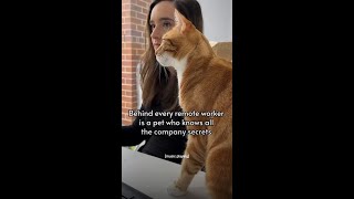 they may be in Australia but @PizzaandLuna can spill a secret from anywhere…  #cats #officepets