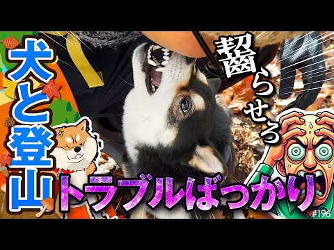 柴犬と山登りしたらトラブルばっかり