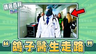 最囂張的一集⚡️⚡️⚡️！“鴿子醫生走路”是什麼迷因？【迷因百科】#PigeonDoctor #faceplay #faceplayapp #康納麥葛瑞格 #抽象 #獵奇 #meme #迷因 #梗