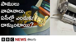 Snakes: పాములు ఎలాంటి ప్రదేశాల్ని ఎంచుకుంటాయి? ఏసీలు, కార్లలో ఎందుకు దాక్కుంటాయి? | BBC Telugu