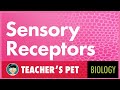 Sensory Receptors and Their Functions