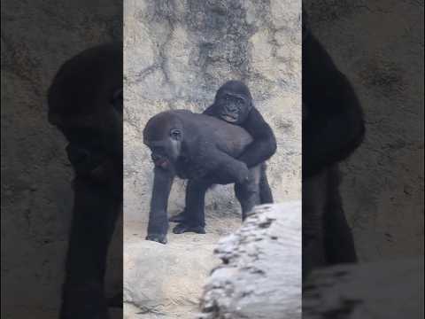 cutest #gorilla brothers #金剛猩猩 #ringo #jabali #shorts