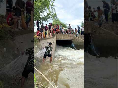Real Life 100% Cast Net Fishing 7Kg In River At The Countryside (Part 1095) #fishing #fish #new
