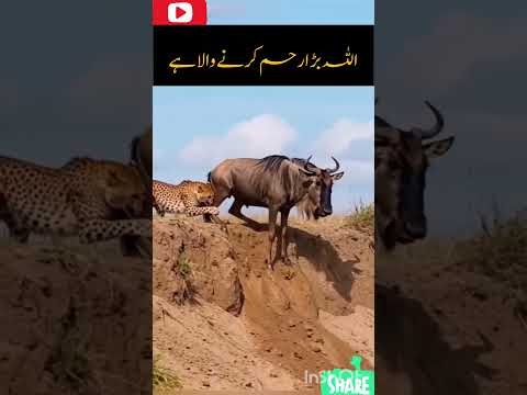 Allah Bada Raheeem he ❤️ #shortvideo#