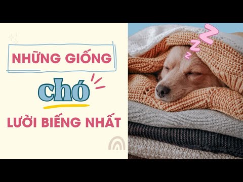 Hội những giống chó LƯỜI BIẾNG nhất 😤 #Meow