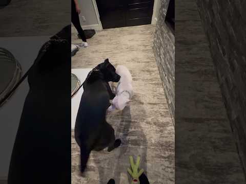Cane Corso meets American Bully! #shortsviral #canecorso #love #youtubeshorts #shorts #viral #short