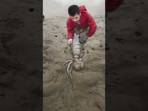 Catching Octopus