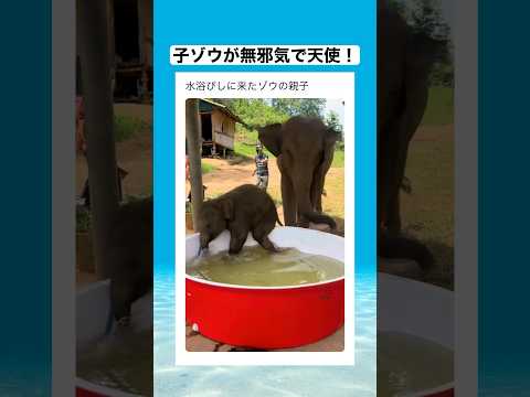 母ゾウ、体に水かけるの上手すぎる！　#shorts #動物 #おすすめ