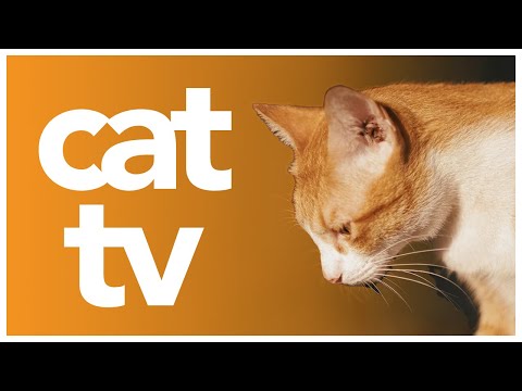 CAT TV - 20 Hours of Video for Cats to Watch 🐾 Soothing Music and Bird Watching! 🦜