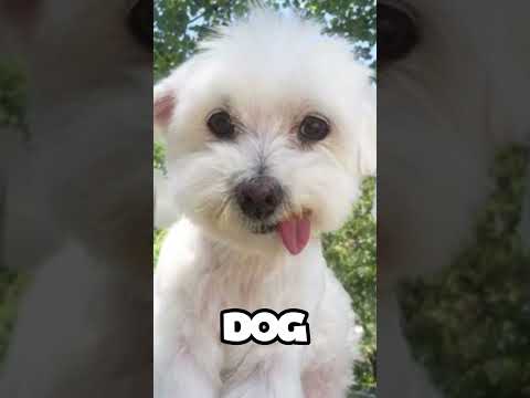 ANIMALS THAT LOOK SCARY WHEN THEY'RE WET #shorts  #shortseua  #youtube  #youtubeshorts