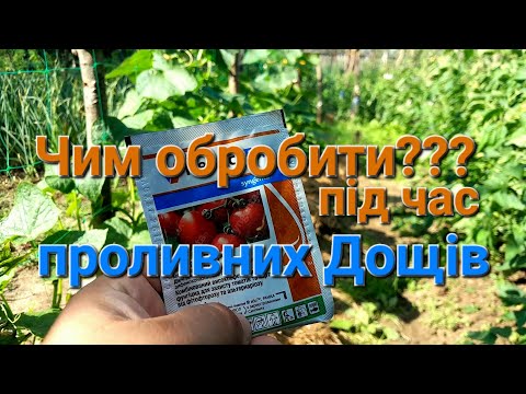 Один з найкращих препаратів від фітофтори/// Фітофтора на помідорах чим кропити@МояДачаСадГород