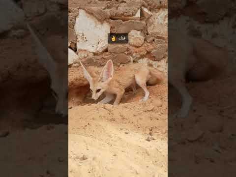 اجمل المخلوقات الصحراوية في ايادي امنة