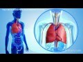 Exploring the Respiratory and Circulatory Systems