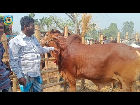 @ ১০ মার্চ"২৫|| চট্টগ্রামের ব্যবসায়ী কত টাকা মন দরে মাংসের ওজনে খামার উপযোগী ষাঁড় গরু কিনলেন??