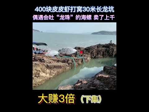 【阿向海钓赶海】400块皮皮虾打窝30长龙坑 偶遇会吐龙珠巨大螺王 卖了上千 大赚3倍