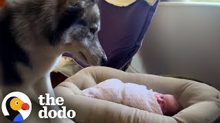 Little Girl Grows Up With Two Fluffy Bodyguards | The Dodo