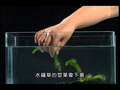 沉水性水生植物 - YouTube