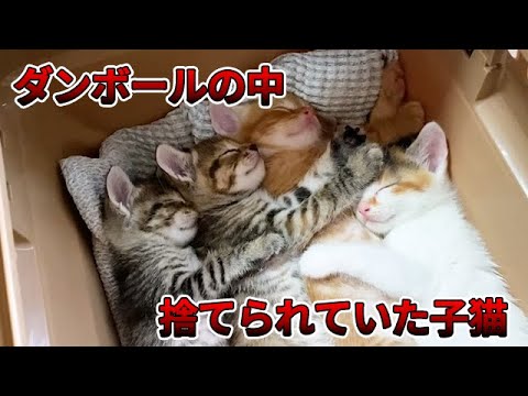 ダンボールで捨てられてた子猫を保護