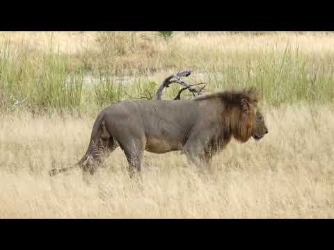 Lioness and Massive Male Lions