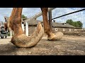 Hoof Trimming and Care Concepts