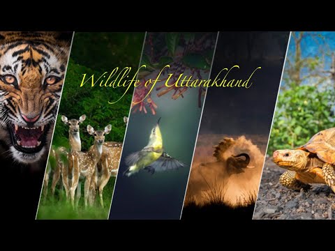 Mystical Wildlife of Uttarakhand | Stunning Wildlife Photography | Uttarakhand Tourism