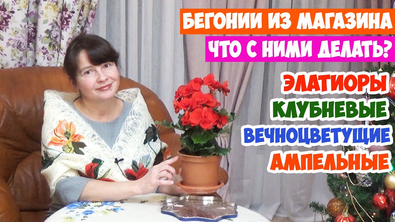 Бегонии из магазина! Как ухаживать и пересаживать? Элатиор, Клубневые, Ампельные, Вечноцветущие