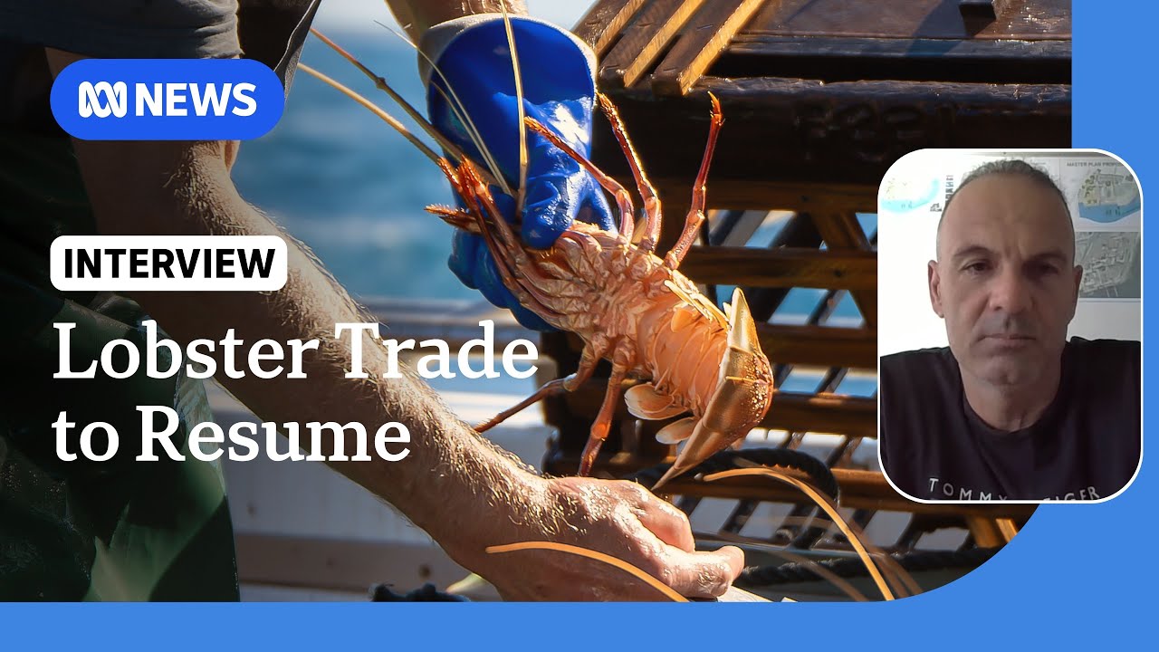 Australian rock lobster exports to China to resume | ABC News
