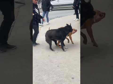 Mevzu Derin #part2 #2024 #karışıkkafa3 #pitbull