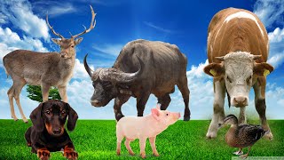 What do animals around us do every day?