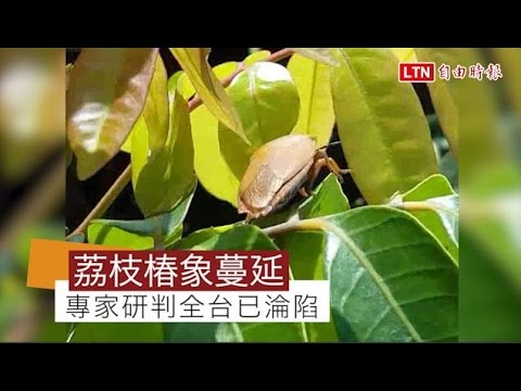荔枝椿象蔓延台中 專家研判全台已淪陷 - YouTube(52秒)