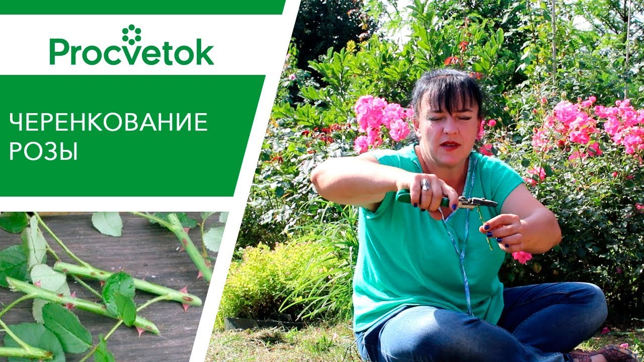 Розы бесплатно! Как вырастить розы из черенков?