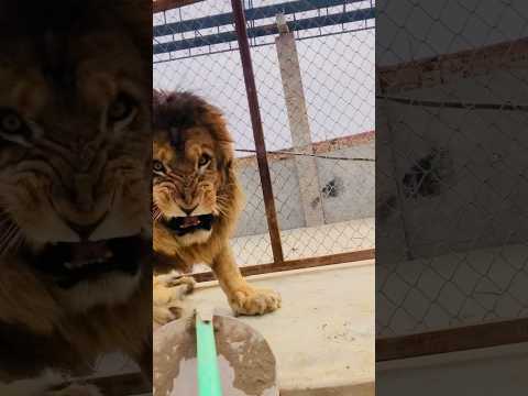 #jimcorbettwildlifeandnatureview #bigcats #animals #tigerspotted #largecats