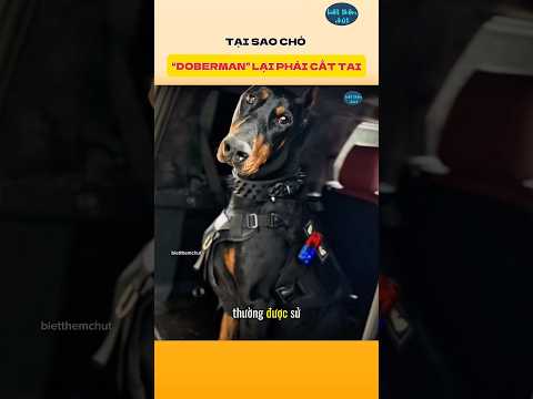 Tại Sao Chó Doberman Lại Phải Cắt Tai | Biết Thêm Chút #khoahọcthúvi #nhungsuthatthuvi