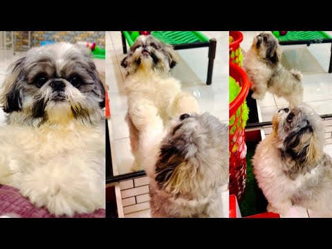 Cute puppy #dog #viralvideo #video #vlog #funny 😂😂😍😍😍