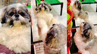 Cute puppy #dog #viralvideo #video #vlog #funny 😂😂😍😍😍