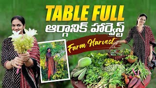 Farm Harvest/ టేబుల్ నిండిన ఆకు కూరలు కూరగాయలు @MADGARDENER 