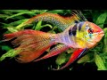 Kuis Ikan Hias Air Tawar