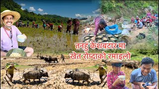 तनहुँ केशबटारमा खेत रोप्दाको रमाईलो । भुवनसिं थापाले हसाए  | Nepal NewsLine