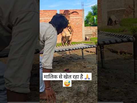 ऐसी प्यारी वीडियो नहीं देखी होगी कभी लाइक शेयर करें 😱😱 #foryou #subscribe #viral #like #reels #new
