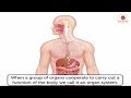 Digestive System Functions and Processes